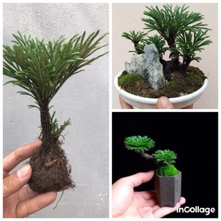 Cây Trường Sinh Thảo bonsai dáng đẹp