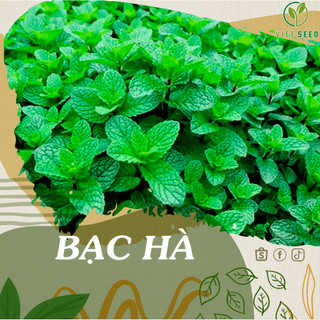 500 hạt giống bạc hà hạt giống 4 mùa