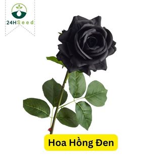 Hạt giống hoa hồng đen gói 20 hạt 24HSeed