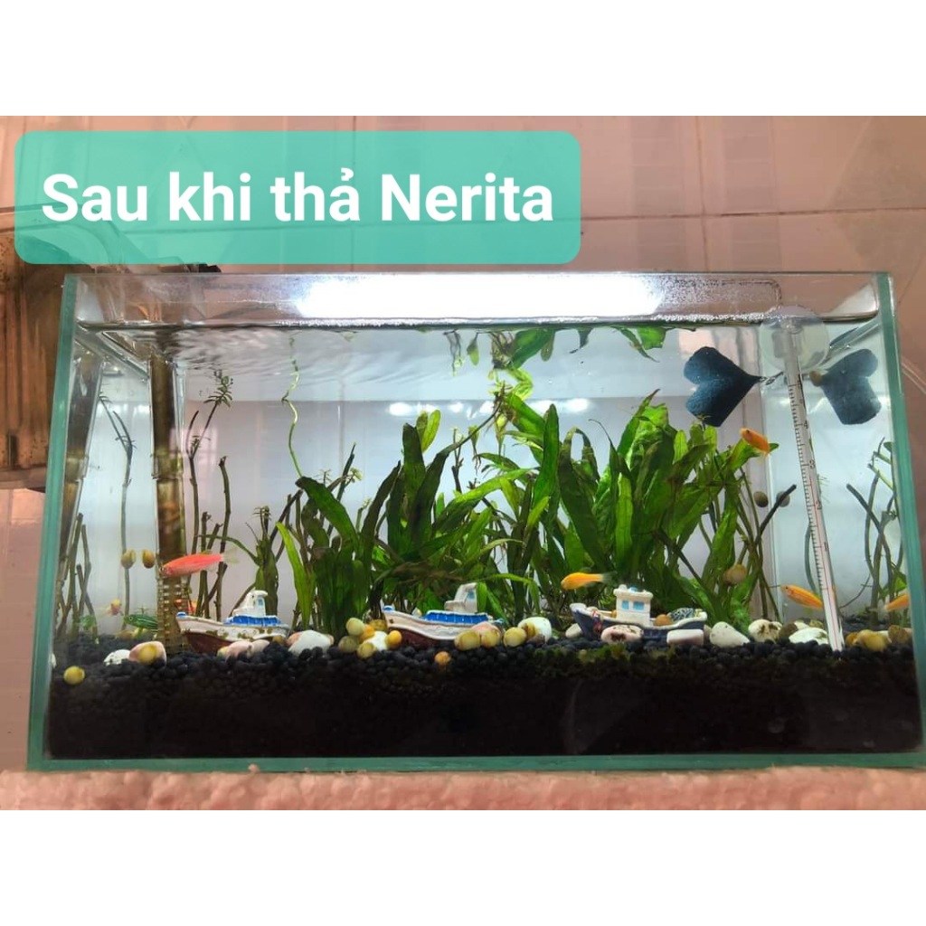 30c Nerrita diệt rêu hại, tảo nâu cho hồ thủy sinh