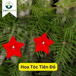 Hạt giống hoa dây leo tóc tiên đỏ gói 20 hạt 24HSeed