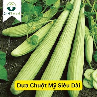 Hạt giống dưa chuột Mỹ siêu dài - dưa chuột rắn Armenian 24HSeed