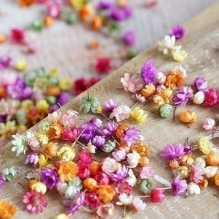 [Giá rẻ] Hoa tuyết nhiệt đới Brazil (snowy, glixia) khô màu pastel đẹp dùng trang trí resin handmade