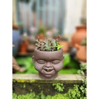 Chậu đất nung - chậu tí súng răng sz trung và nhỏ