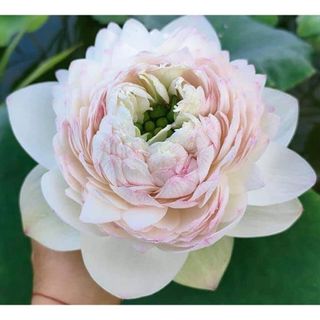 Củ sen pink rose_ củ sen giống