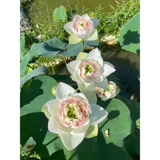 Củ Sen Pink Rose_ Củ Sen Giống