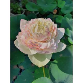 Củ Sen Pink Rose_ Củ Sen Giống