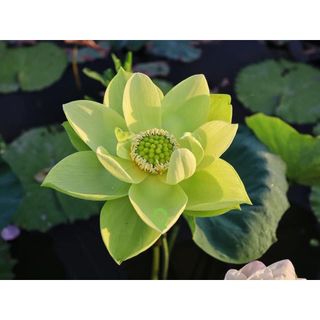Củ Sen Jiling_ Củ Sen Giống