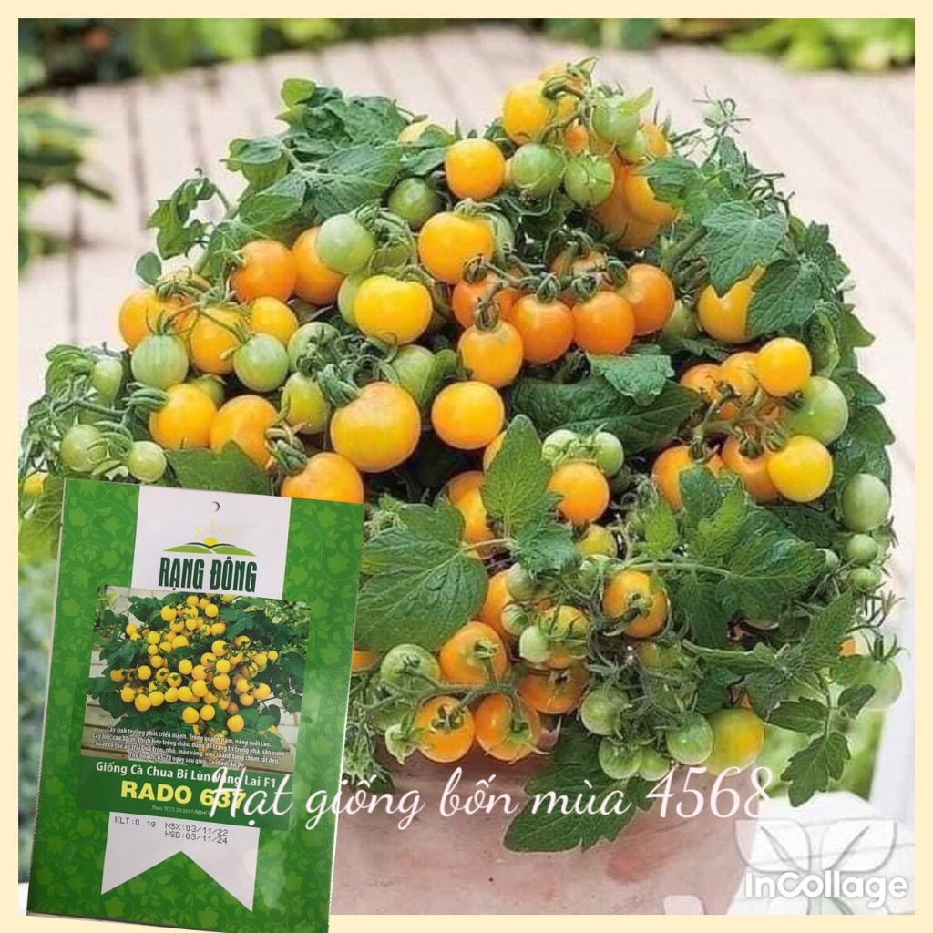 Hạt giống cà chua bi lùn vàng siêu quả Rạng Đông gói 35 hạt