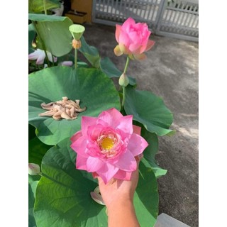 Củ Sen Thái Giống_ Finger of Eos