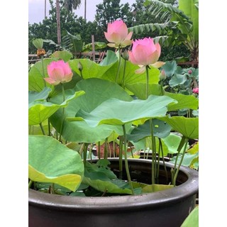 Củ Sen Thái Giống_ Finger of Eos