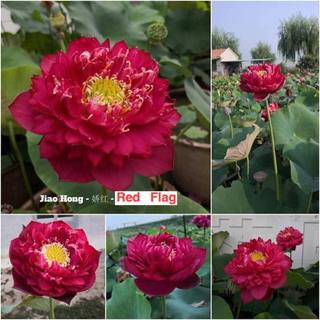 Củ sen giống_ red flag