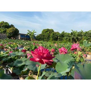 Củ Sen Giống_ Sen Red Flag