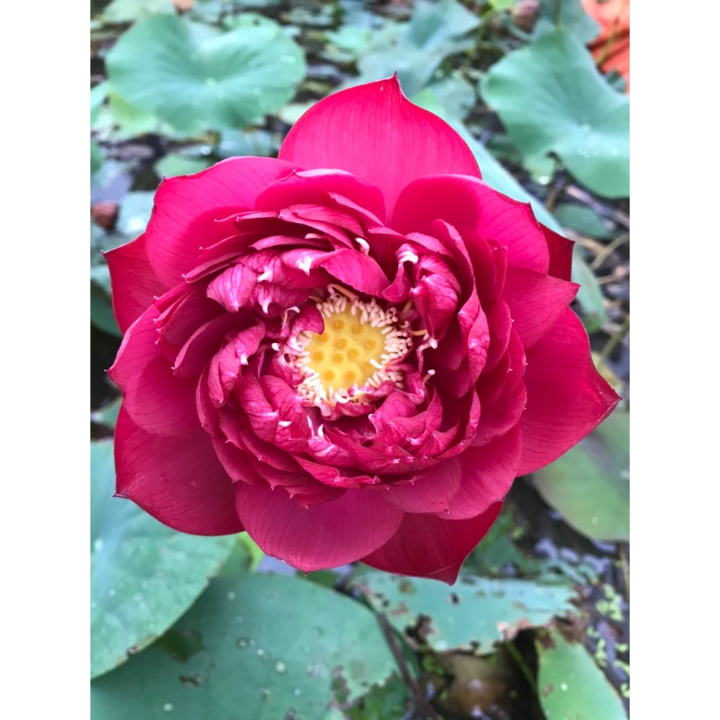 Củ Sen Giống_DropLop