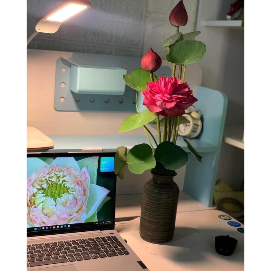 Củ Sen Giống_DropLop