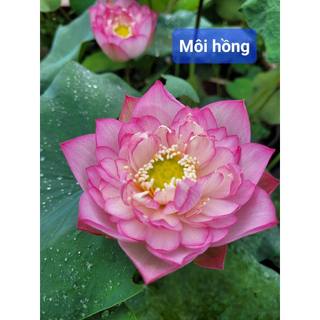 Củ Sen Giống- Môi Hồng Xứ Quảng