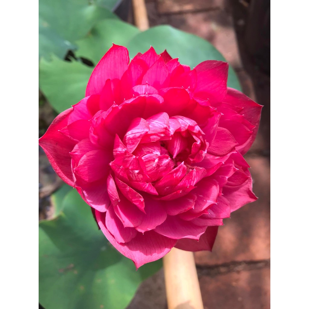 Củ Sen Giống_DropLop