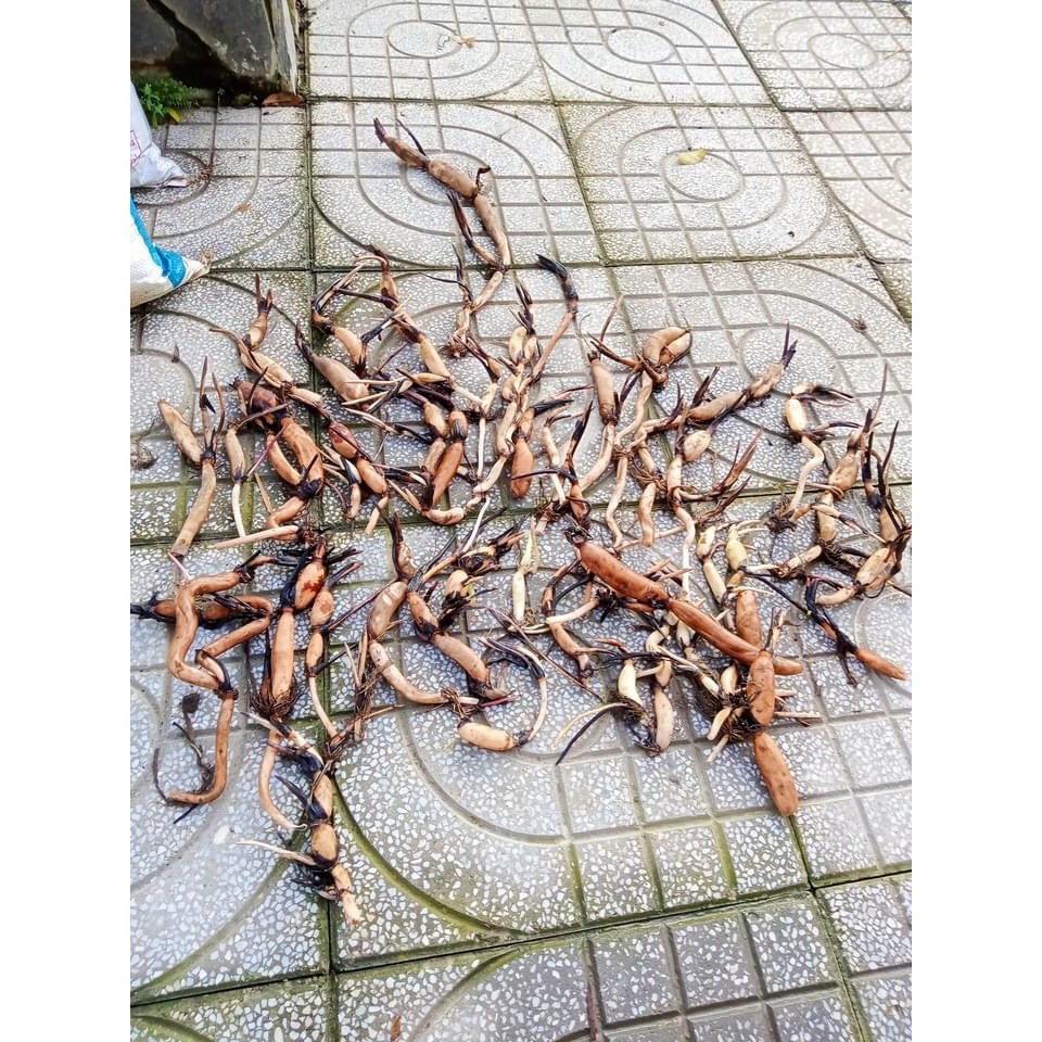 Củ Sen Giống_DropLop