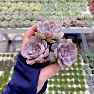 Sen Hồng Cánh Cứng Mini ( 2 - 3cm ) - Đơn 80k : 14h->21h có quà tặng ạ
