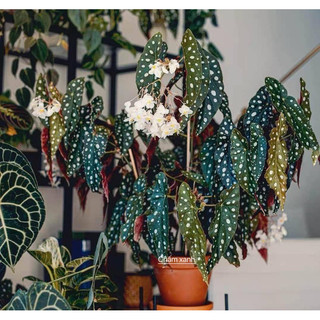 Cây thu hải đường - Hải đường đốm -Begonia Maculata . cây nội thất - cây để bàn - cây trang trí . ảnh thật tai cửa hàng