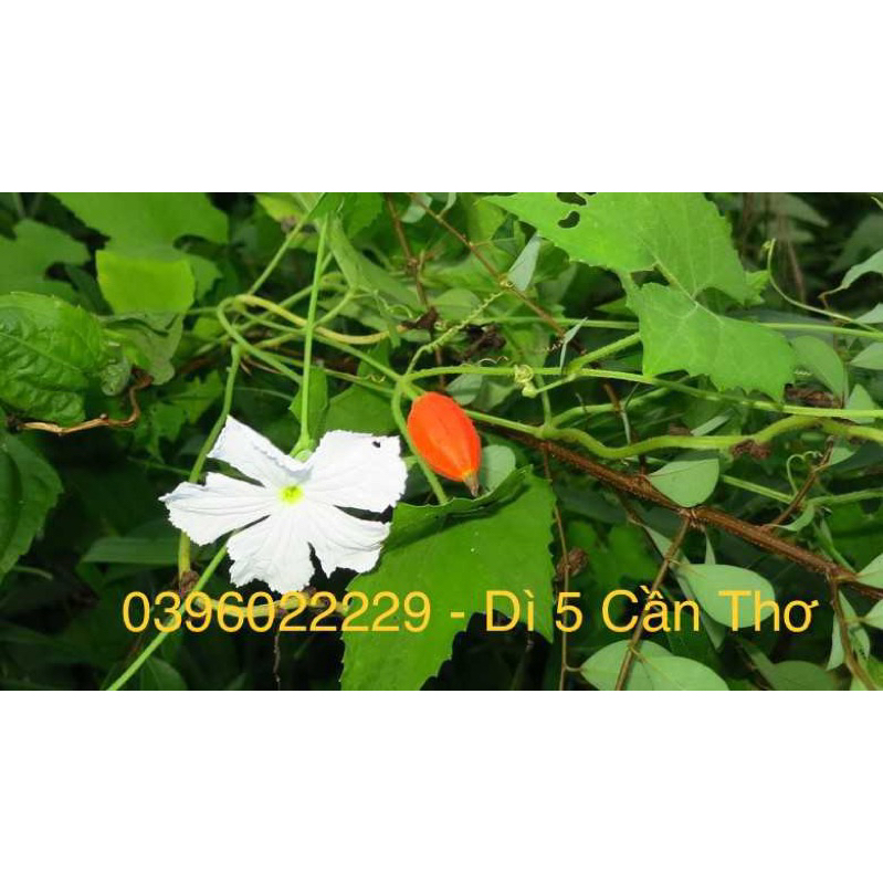 Dây cứt quạ phơi khô 1 ký