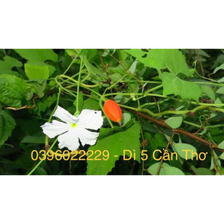 Dây cứt quạ phơi khô 1 ký