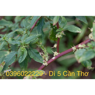 cây dền gai (rau dền gai) phơi khô 1 ký