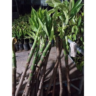 Cây giống sake