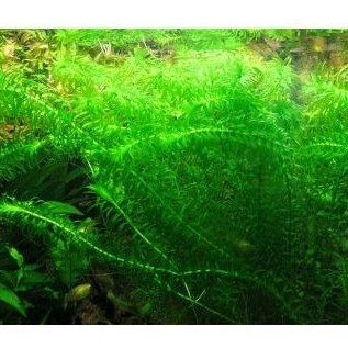 Rong đuôi chó thủy sinh 3k 3 nhánh  [Mua 5 tặng 1 ]