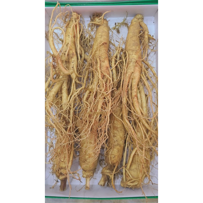 NHÂN SÂM TƯƠI HÀN QUỐC 6 NĂM TUỔI 6 CỦ/KG