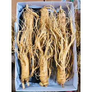 Nhân sâm tươi hàn quốc 6 năm tuổi 6 củ/kg