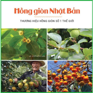 Cây hồng giòn nhật bản, vỏ mỏng tanh, giống hồng giòn - caygiong-f1