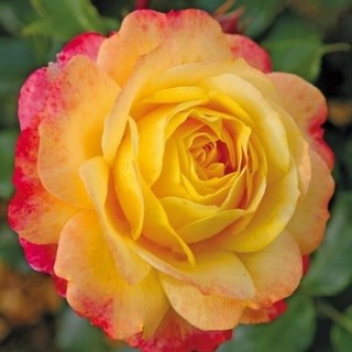 Hoa hồng leo Kordes’ Jubilee rose