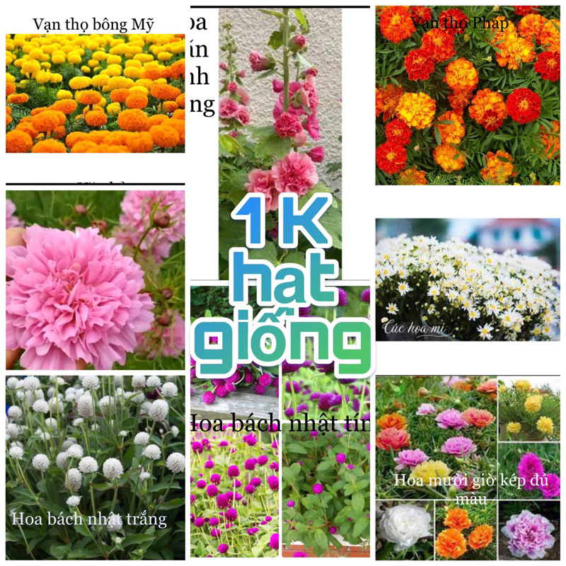 Hạt giống hoa Tết
