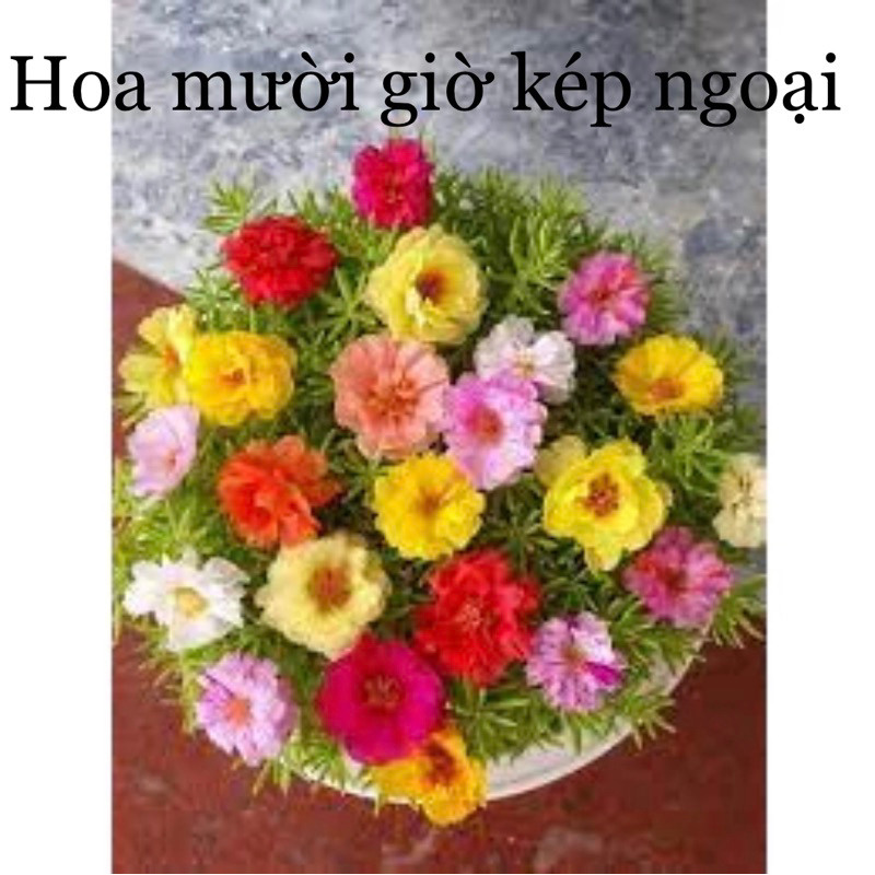 Hạt giống hoa Tết