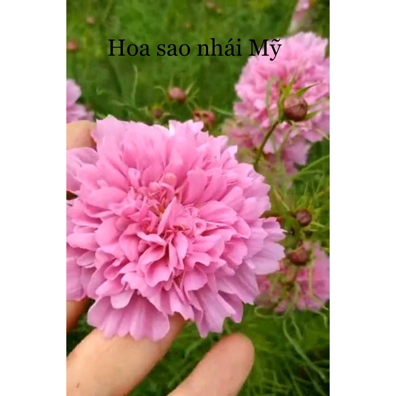 Hạt giống hoa Tết