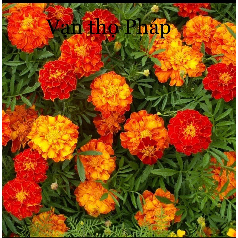 Hạt giống hoa Tết