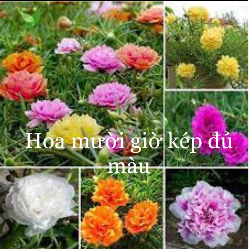 Hạt giống hoa Tết