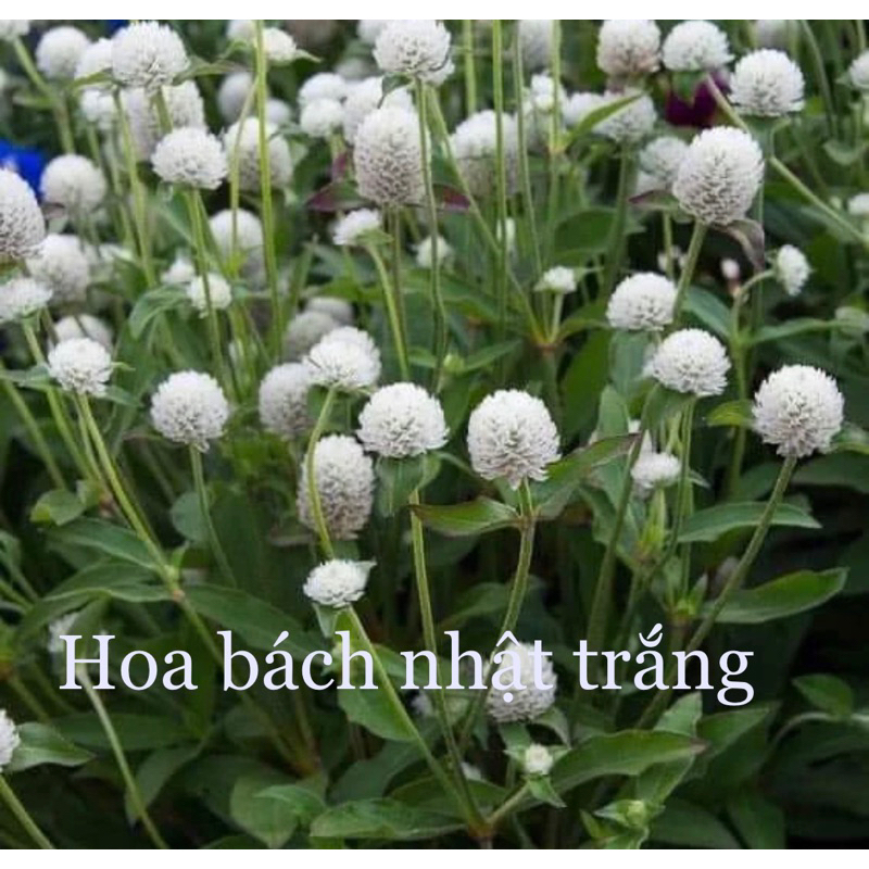 Hạt giống hoa Tết