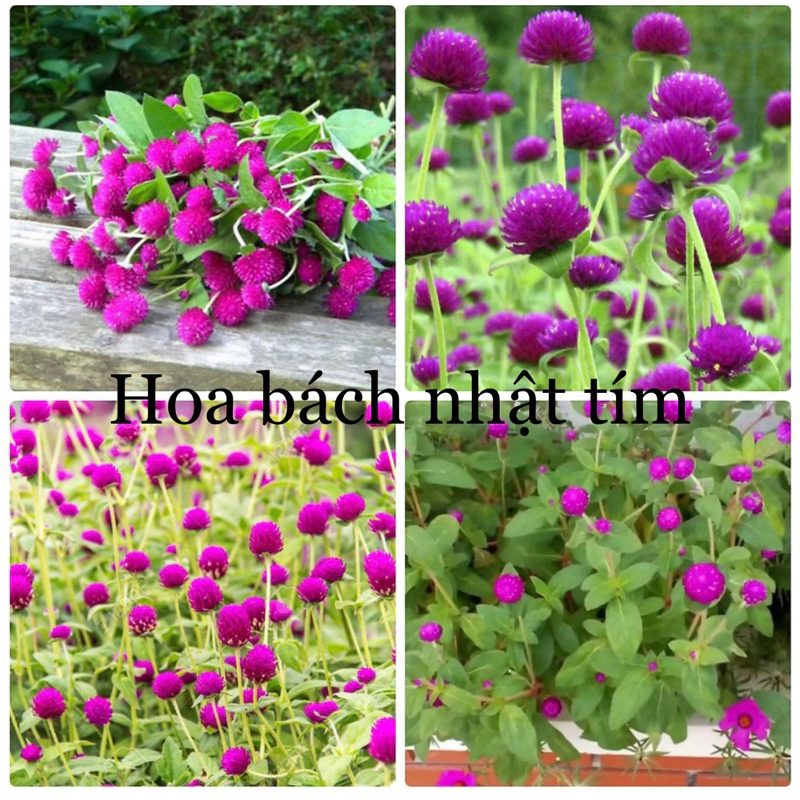 Hạt giống hoa Tết