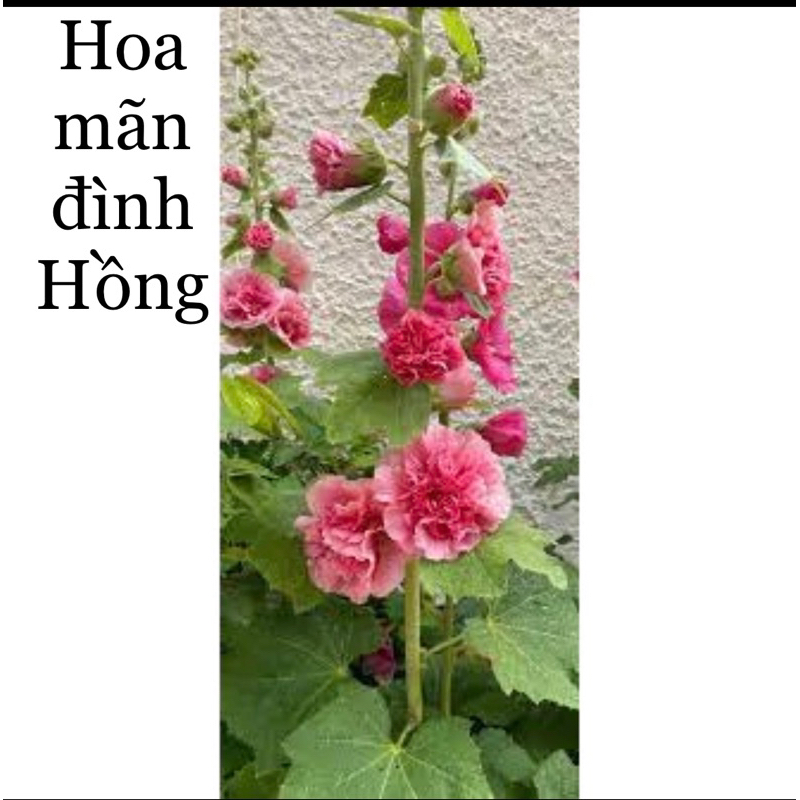 Hạt giống hoa Tết