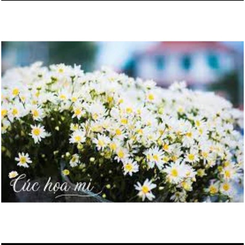 Hạt giống hoa Tết