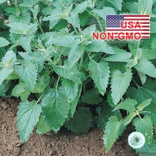 50h Hạt Giống Catnip / Cỏ Mèo (B3.202| C26*X33*M235)