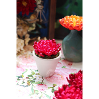 CHẬU HOA GIẤY - ĐẤT NUNG (màu trắng)