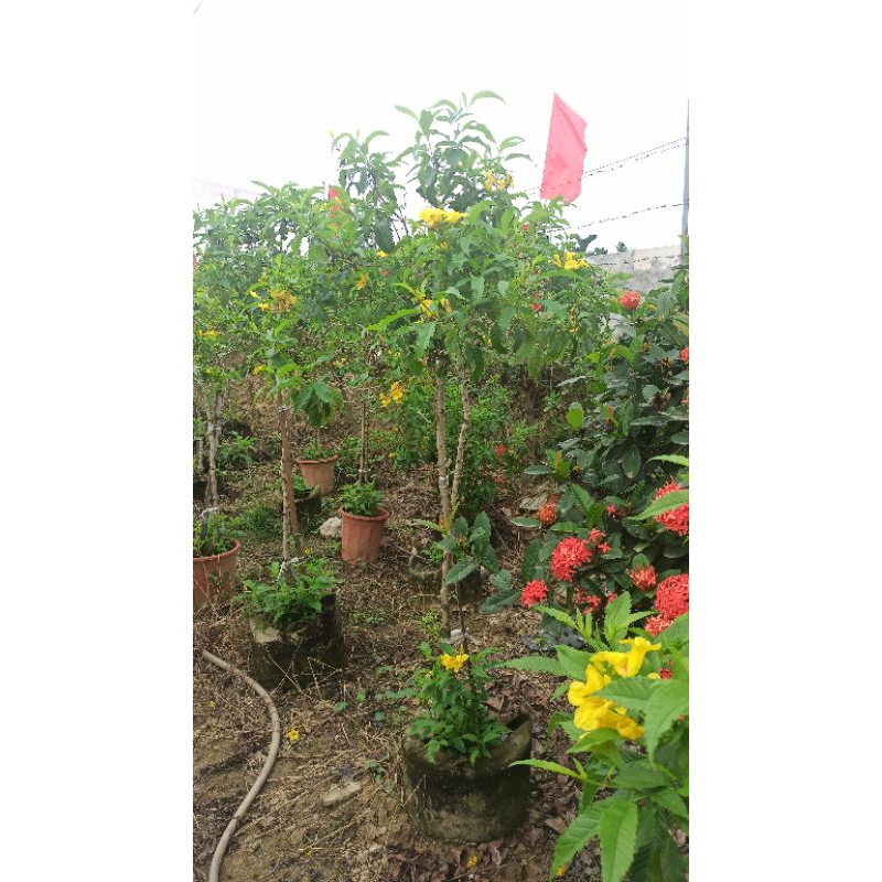 Cây Chuông Vàng như Hình