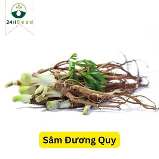 Hạt giống sâm đương quy thảo dược gói 100 hạt 24HSeed