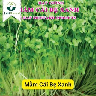 Hạt giống rau mầm cải bẹ xanh gói 20 gam 24HSeed