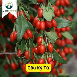 Hạt giống cây câu kỷ tử 24HSeed