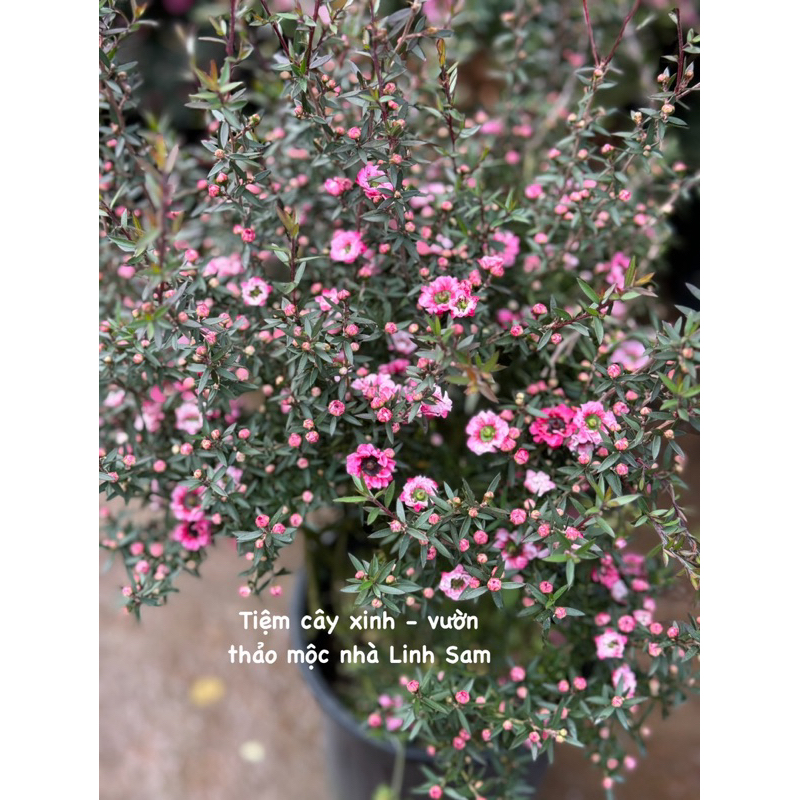 MANUKA coral candy  / Leptospermum scoparium