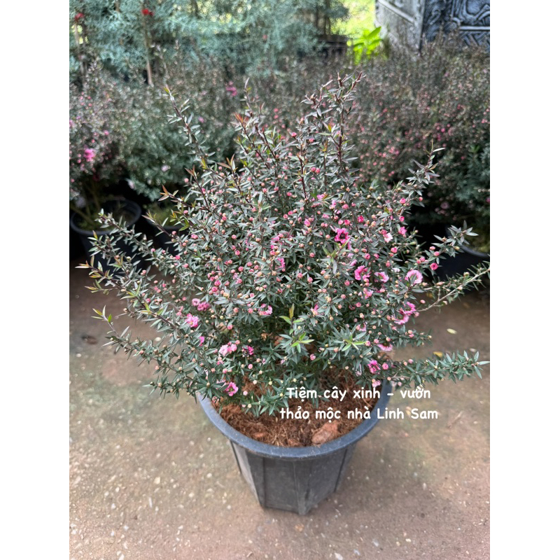 MANUKA coral candy  / Leptospermum scoparium